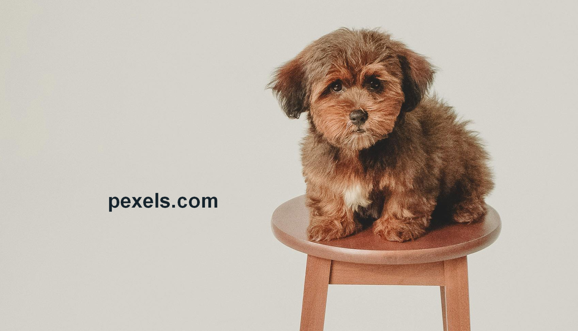 LES 6 SENS DES CHIENS ET DES CHATS